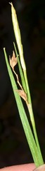 Carex ignota