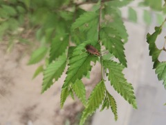 Xanthogaleruca maculicollis