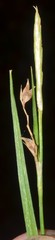 Carex ignota
