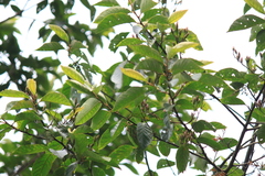 Alniphyllum fortunei