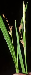 Carex ignota