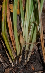 Carex ignota