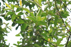 Alniphyllum fortunei