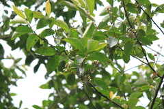 Alniphyllum fortunei