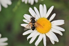 Helophilus lapponicus