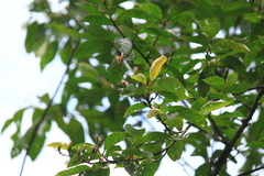 Alniphyllum fortunei