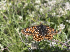 Euphydryas anicia capella