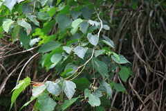 Alangium chinense