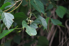 Alangium chinense