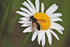 Helophilus lapponicus