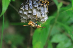 Polistes rothneyi