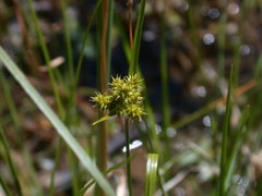 Carex × subviridula