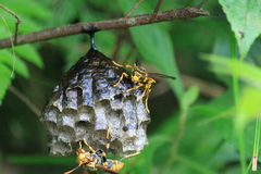 Polistes rothneyi