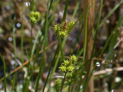 Carex × subviridula
