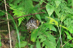 Polistes rothneyi