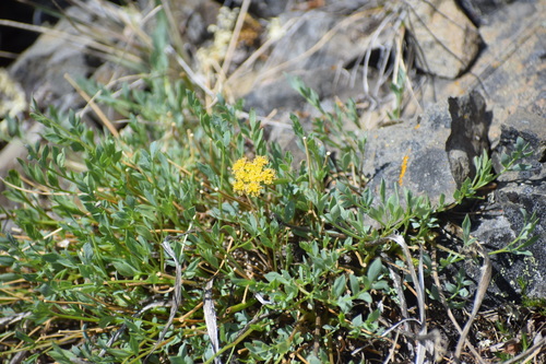 Yukon Podistera (Podistera yukonensis)