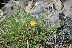 Podistera yukonensis