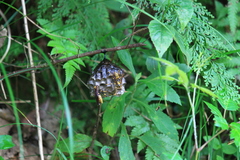 Polistes rothneyi