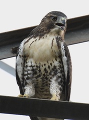 Buteo jamaicensis