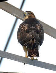 Buteo jamaicensis
