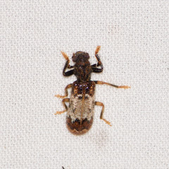 Pelonium leucophaeum