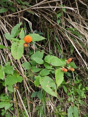 Rubus hirsutus