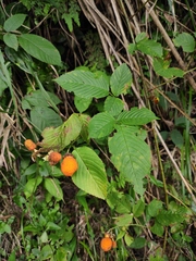 Rubus hirsutus