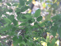 Carpinus tropicalis