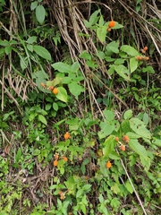 Rubus hirsutus