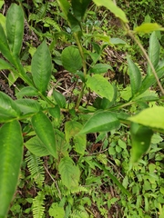 Amorphophallus kiusianus