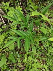 Amorphophallus kiusianus