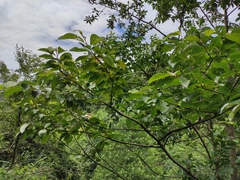 Alniphyllum fortunei