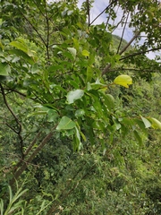 Alniphyllum fortunei
