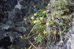 Podistera yukonensis