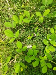 Rhynchosia volubilis