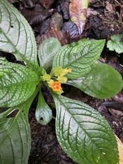 Chrysothemis friedrichsthaliana