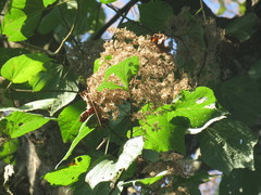 Heliocarpus