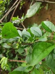 Ilex aculeolata
