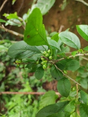 Ilex aculeolata