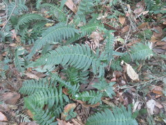 Blechnum appendiculatum