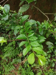 Ilex aculeolata