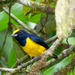 Spot-crowned Euphonia - Photo (c) David Reed, some rights reserved (CC BY-NC-SA)
