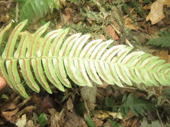 Blechnum appendiculatum