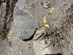 Eriogonum nudum westonii