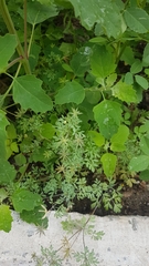 Leptopyrum fumarioides