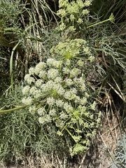 Angelica lineariloba