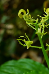 Liparis sootenzanensis