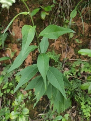 Artemisia anomala