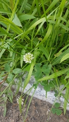 Trifolium repens