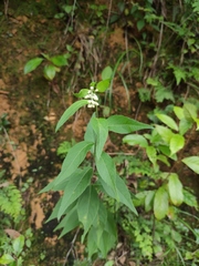 Artemisia anomala